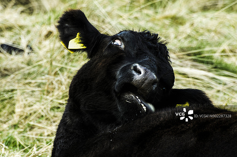 疯牛病图片素材