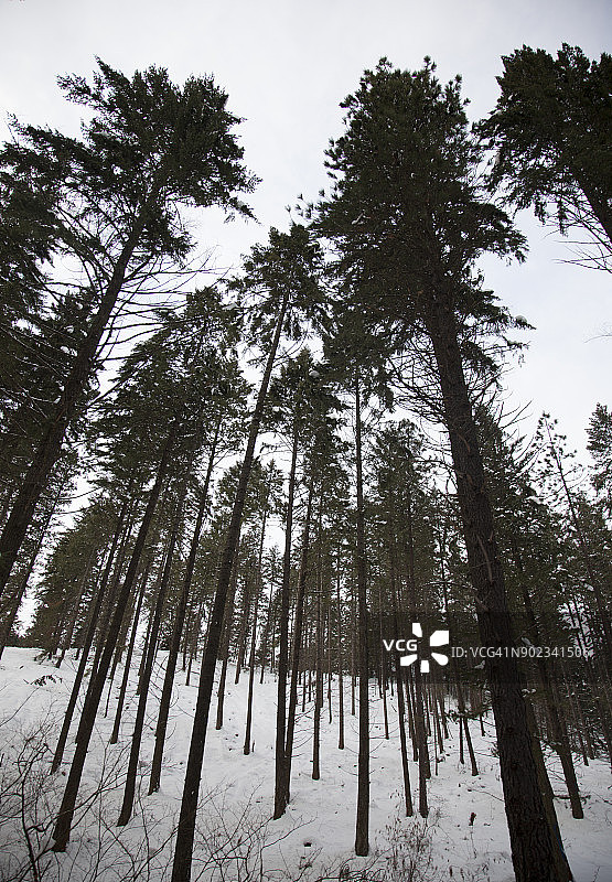 蓝天下积雪覆盖的常绿树木图片素材