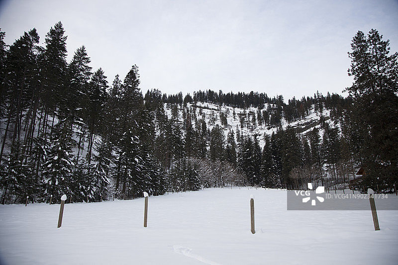 蓝天下积雪覆盖的常绿树木图片素材