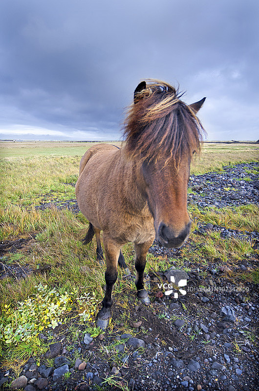 冰岛马图片素材