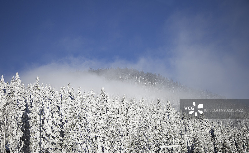 蓝天下积雪覆盖的常绿树木图片素材