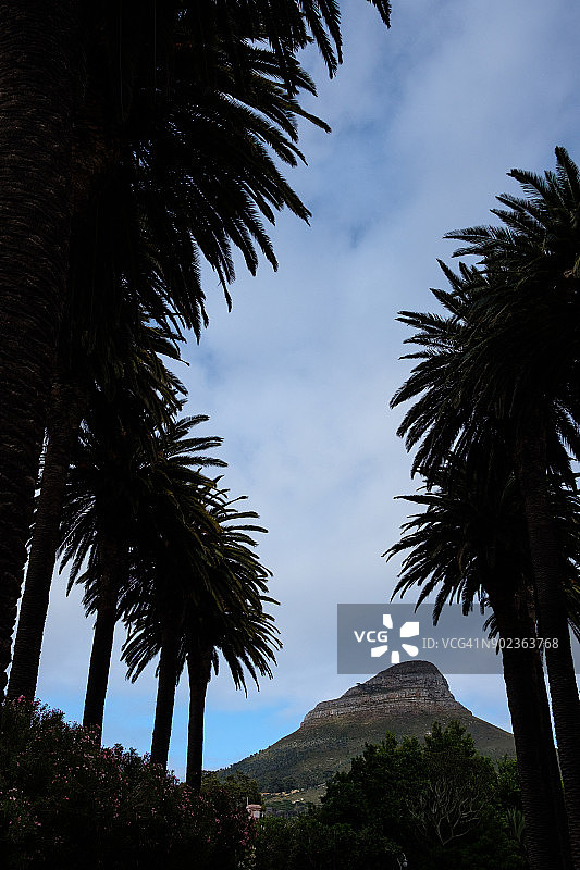 南非开普敦狮子头山棕榈树景观图片素材