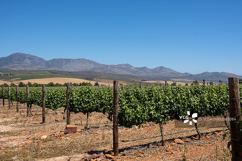 开普敦葡萄酒产区的葡萄藤图片素材