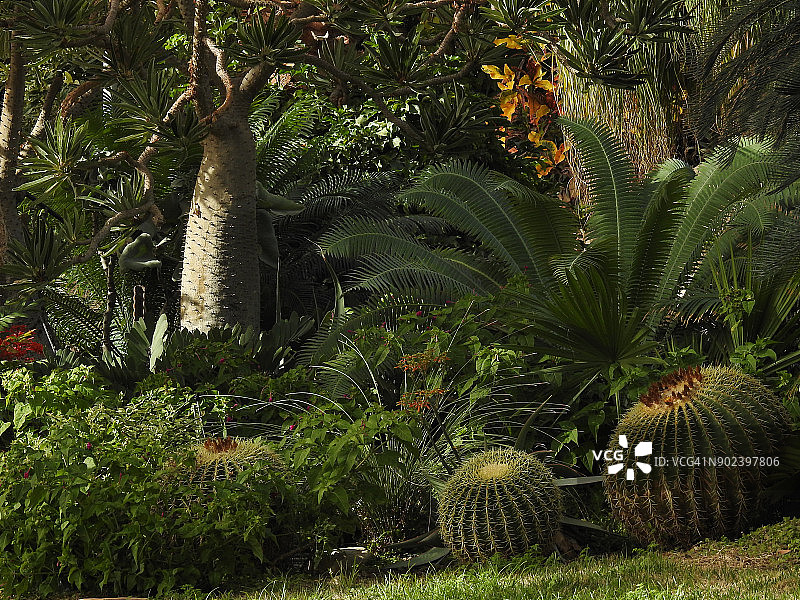 恩戈地基布兹植物园图片素材