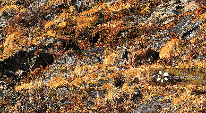 印度北阿坎德邦，克达尔纳特野生动物保护区内的喜马拉雅塔尔羊图片素材