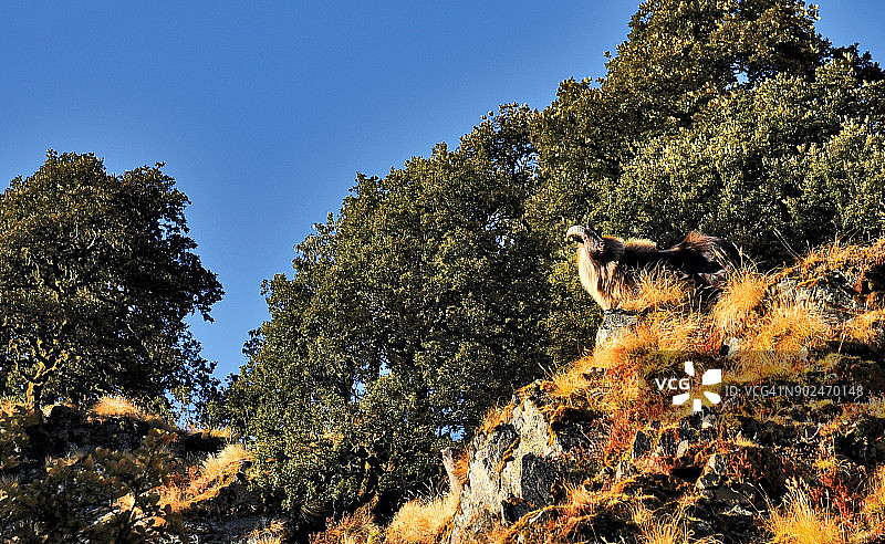 印度北阿坎德邦，克达尔纳特野生动物保护区内的喜马拉雅塔尔羊图片素材