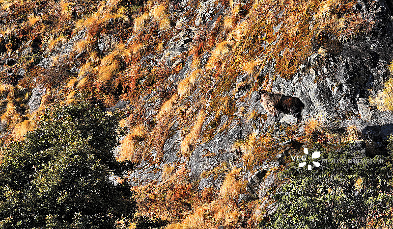 印度北阿坎德邦，克达尔纳特野生动物保护区内的喜马拉雅塔尔羊图片素材