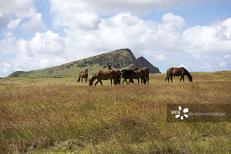 智利复活节岛拉诺拉拉库火山的一群马图片素材