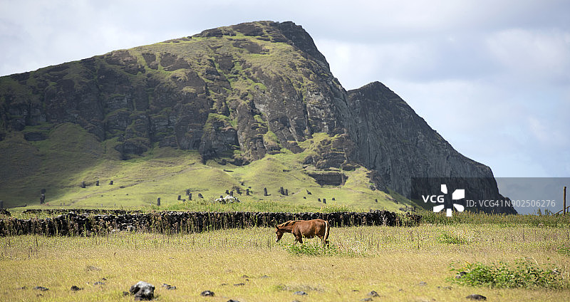 智利复活节岛拉诺拉拉库的一匹马图片素材