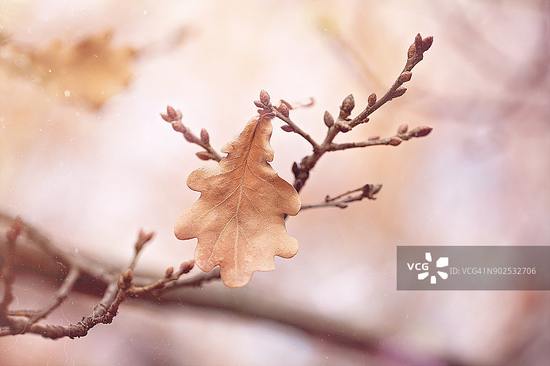 橡树叶和芽图片素材
