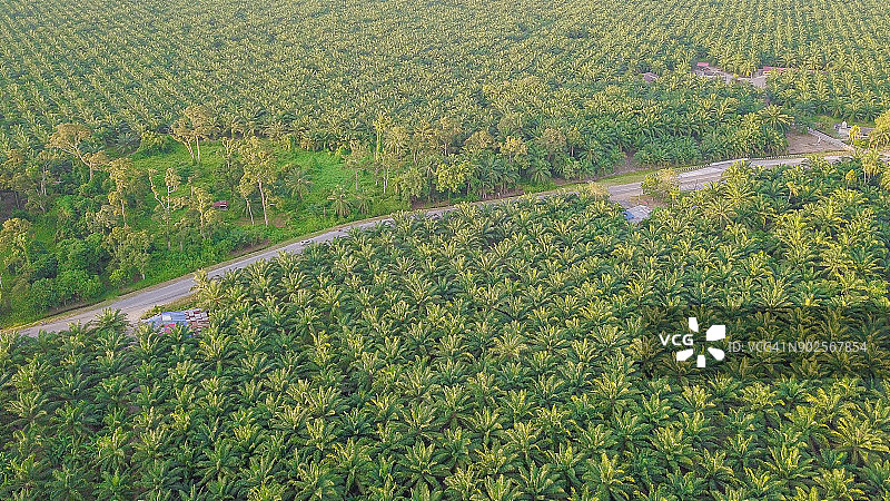 马来西亚的油棕种植园图片素材
