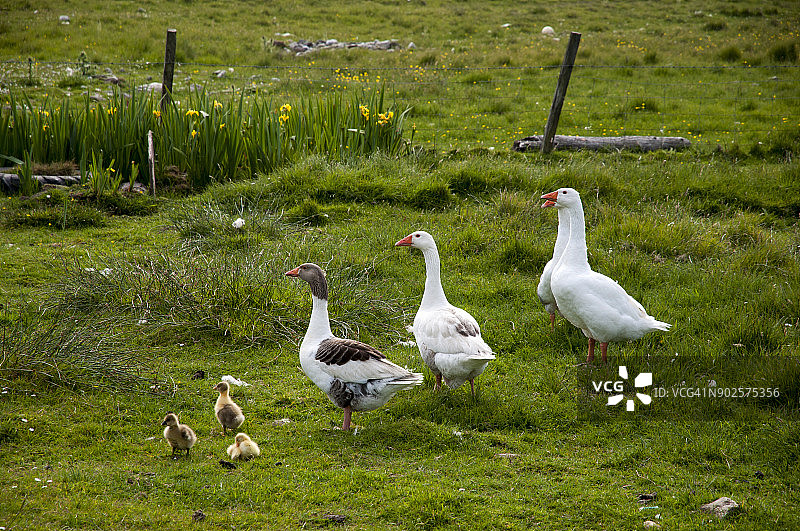 设得兰群岛Funzie Ness的家鹅图片素材