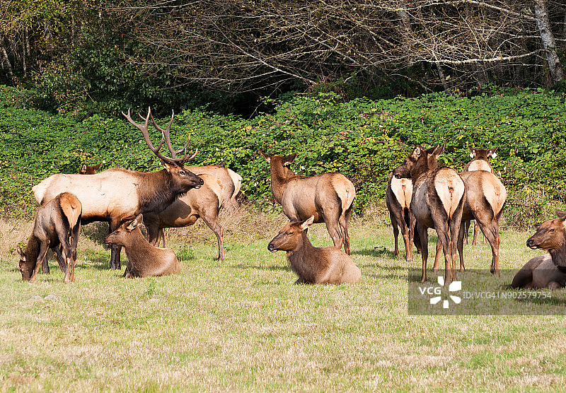 加利福尼亚州太平洋西北部101号公路旁的罗斯福麋鹿群图片素材
