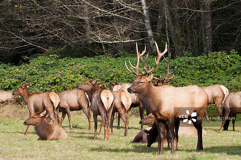 加利福尼亚州太平洋西北部101号公路旁的罗斯福麋鹿群图片素材