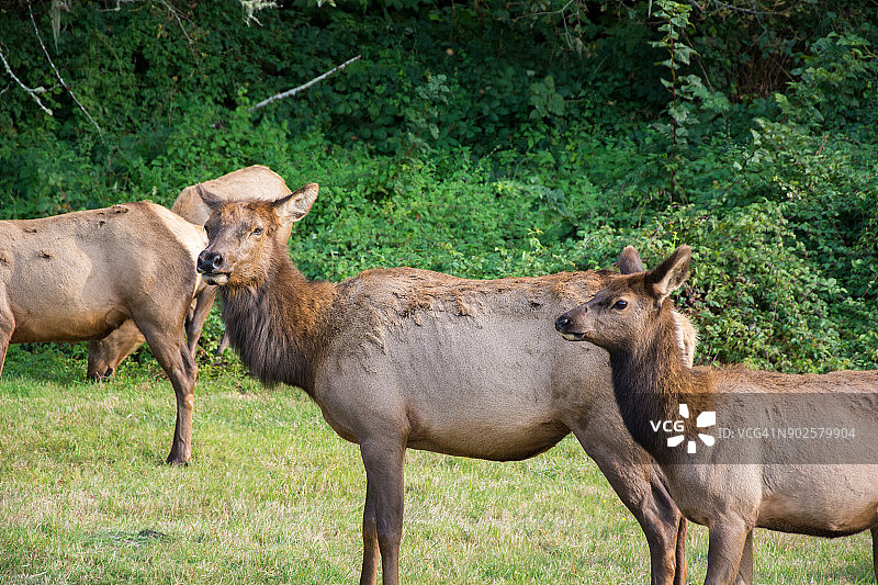 罗斯福麋鹿母牛和小牛：加州太平洋西北部101号公路旁图片素材