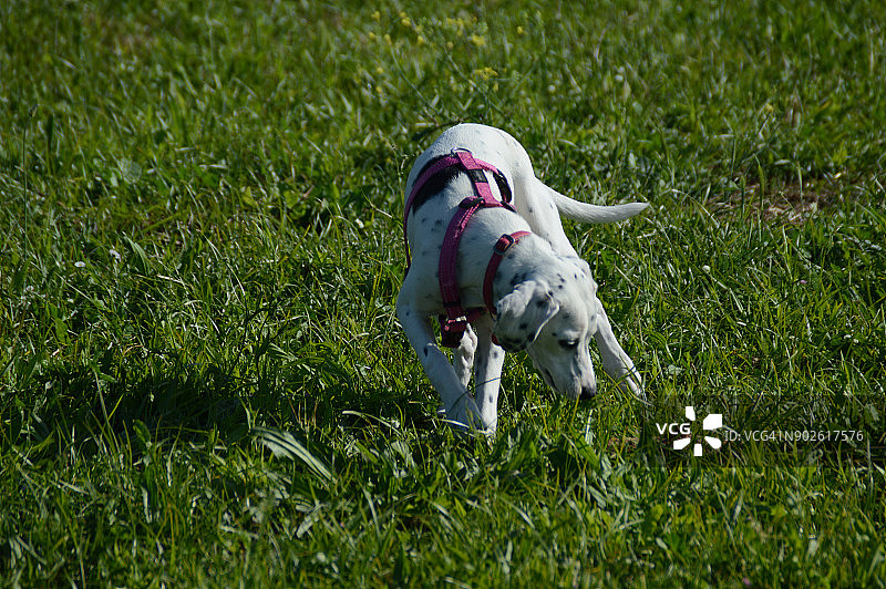 公园里的小狗图片素材