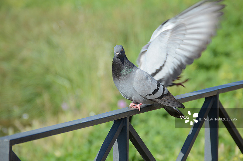 免费的图片素材