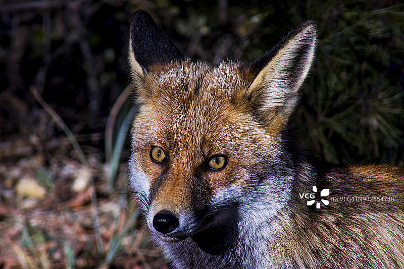 狐狸的凝视图片素材