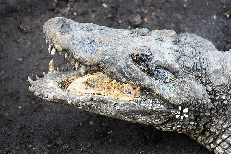 古巴鳄鱼特写图片素材