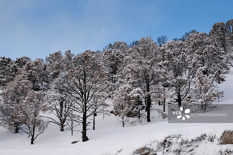 雪地里烧毁的松树图片素材