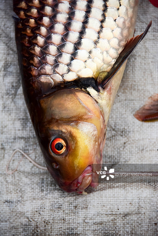 老挝市场出售的红鳍鳊鱼图片素材