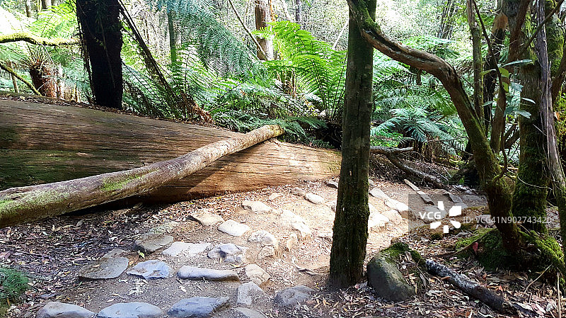 澳大利亚塔斯马尼亚菲尔德山国家公园罗素瀑布附近森林中的小路图片素材