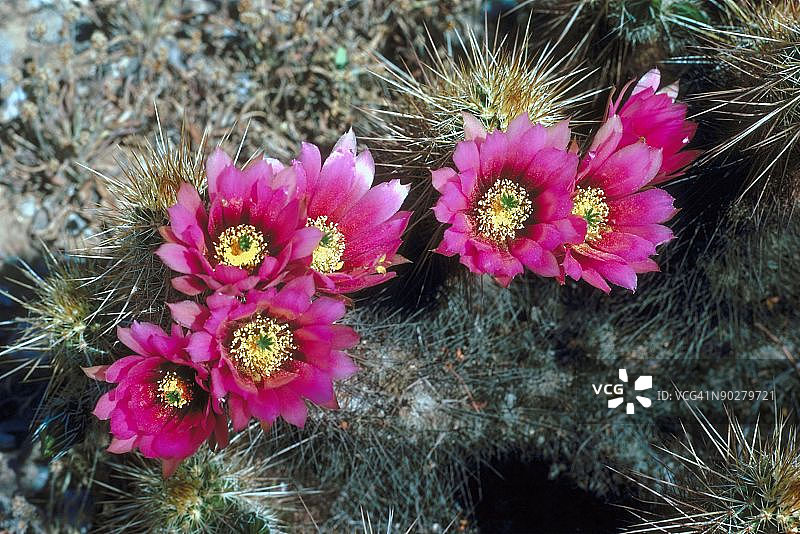 23872741图片素材