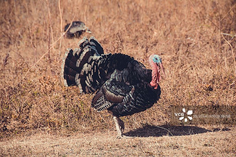一只骄傲的秃头成熟的火鸡图片素材