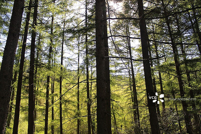 春季冷杉森林图片素材