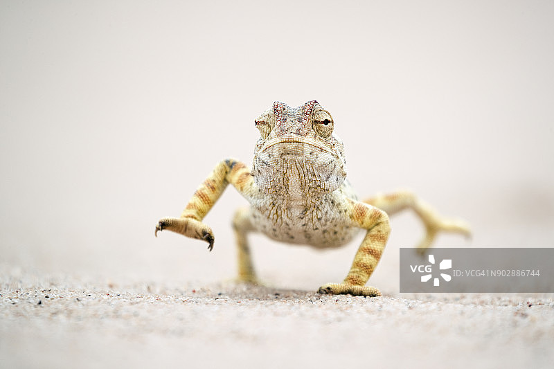纳米比亚变色龙在沙地上奔跑的平视正面照图片素材