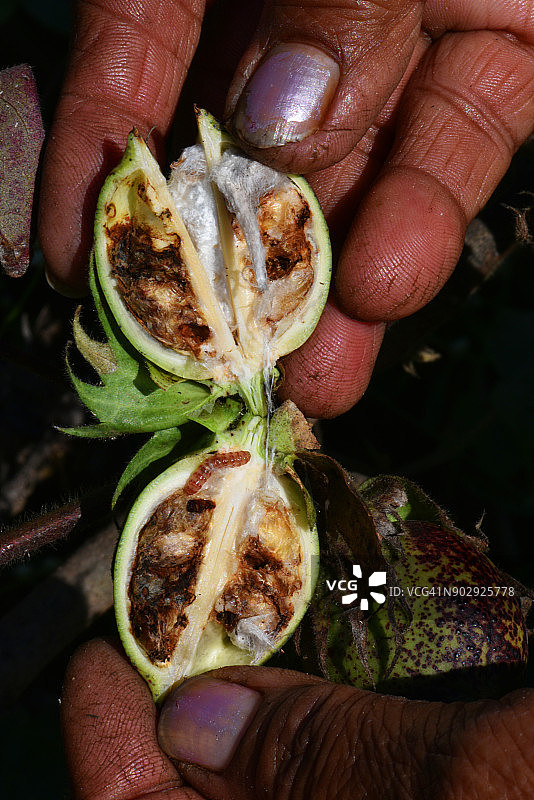 感染的棉铃图片素材
