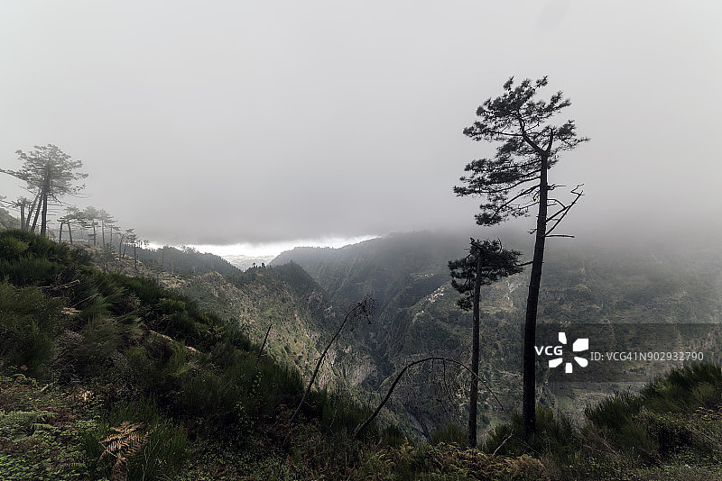 森林火灾后的迷雾森林景观图片素材