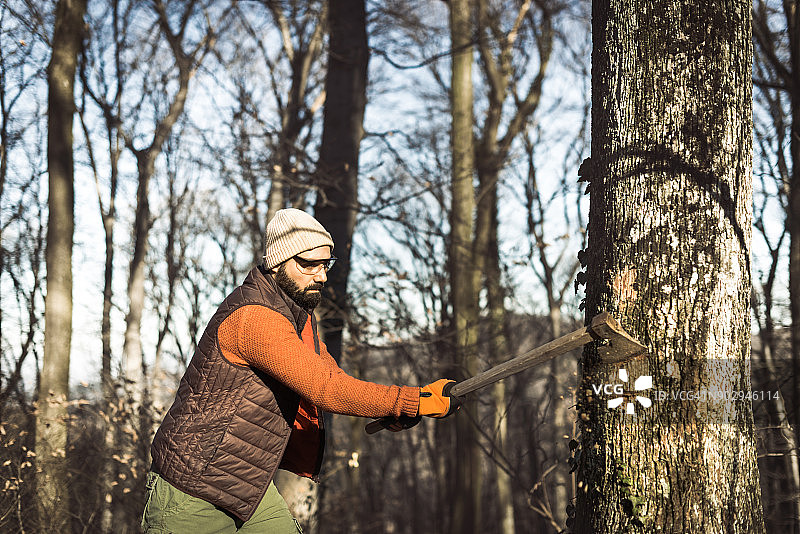 在树林里用斧头砍树的美国伐木工人图片素材