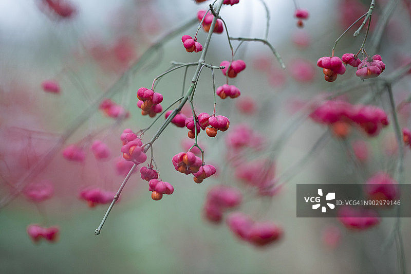 卫矛（欧洲卫矛）的微距镜头图片素材