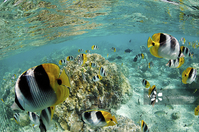 太平洋双鞍蝴蝶鱼图片素材