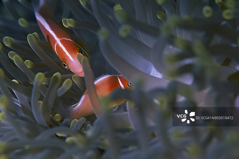 粉色臭鼬小丑鱼和海葵图片素材