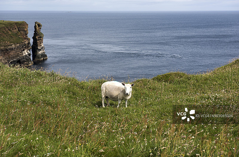 在苏格兰邓肯斯比岩堆吃草的羊图片素材