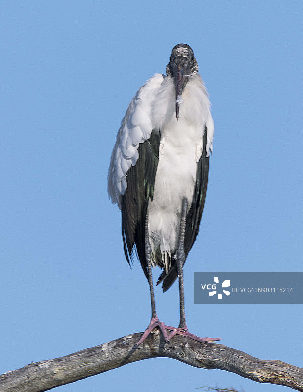 木头鹳图片素材