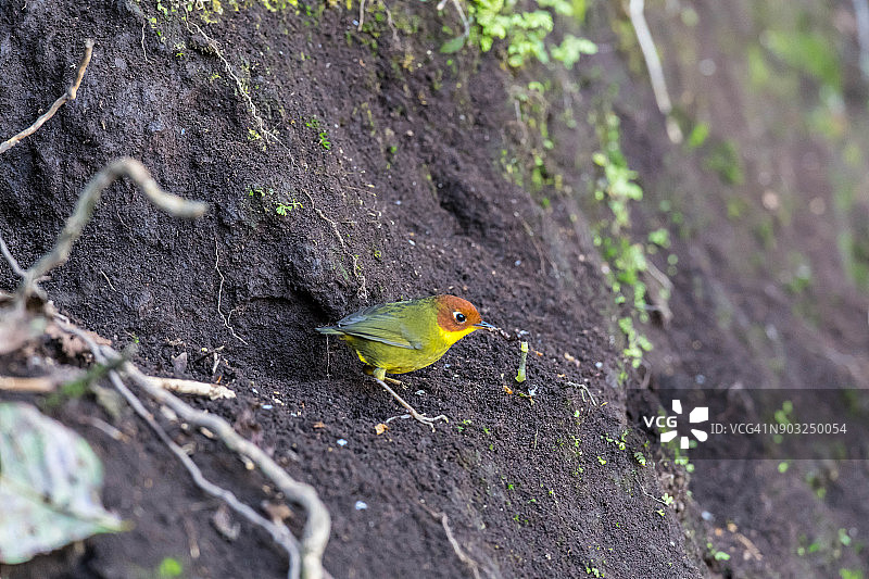 栗头鹪莺鸟图片素材