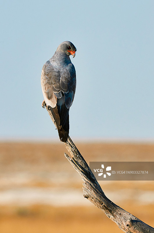 淡色歌鹰图片素材