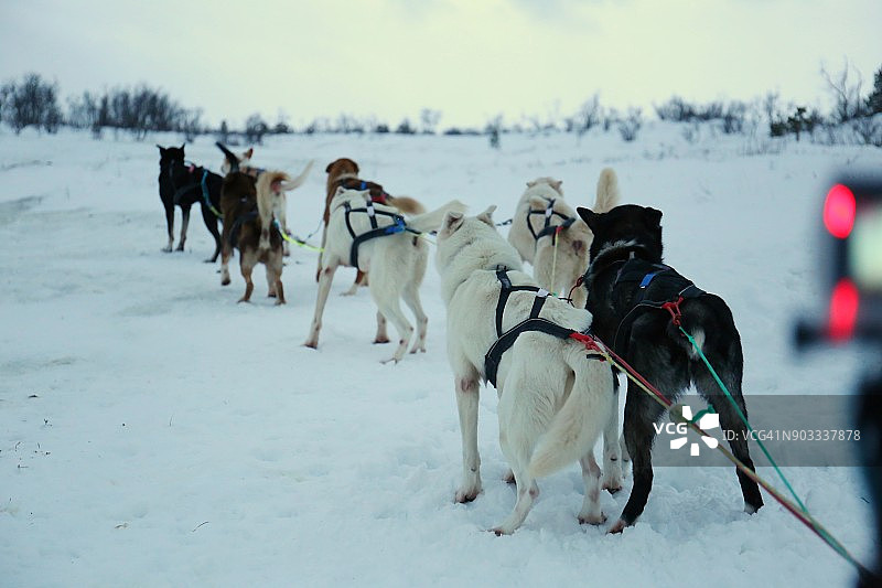 冬季白色景观：狗拉雪橇穿过冬季森林图片素材