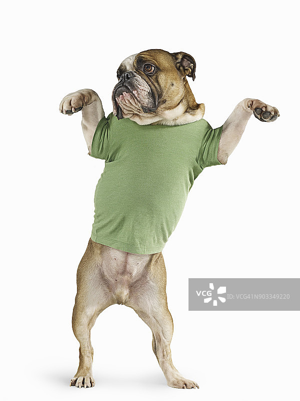白色背景上穿着T恤的站立斗牛犬图片素材