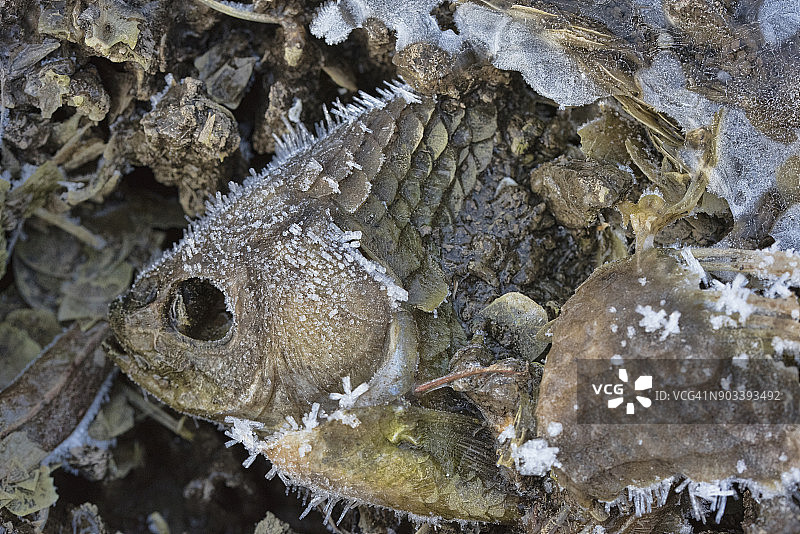 离开水的金鱼骨骼图片素材
