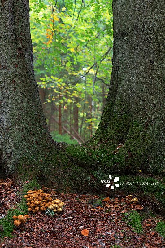 田园般的自然风光，原始森林，蘑菇图片素材
