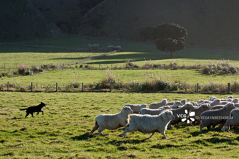 工作犬在新西兰怀拉拉帕的傍晚阳光下牧羊图片素材