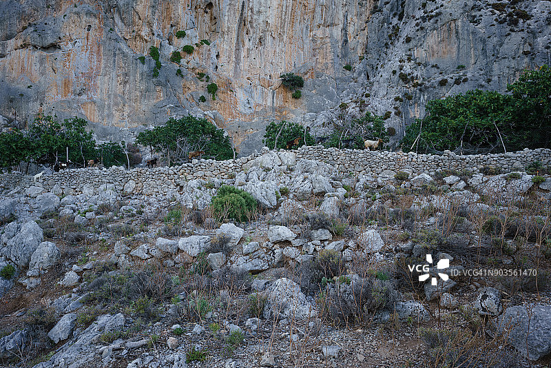 围栏上的山羊图片素材