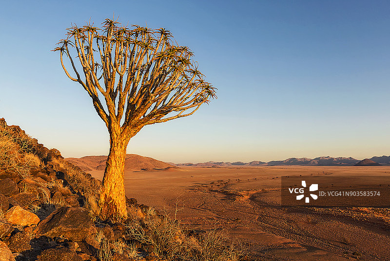 纳米比亚Greenfire沙漠旅馆箭筒树日落图片素材