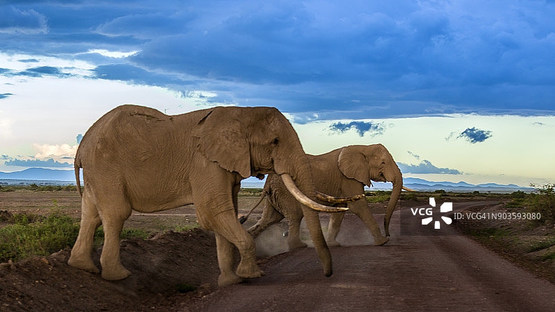 非洲象过马路图片素材