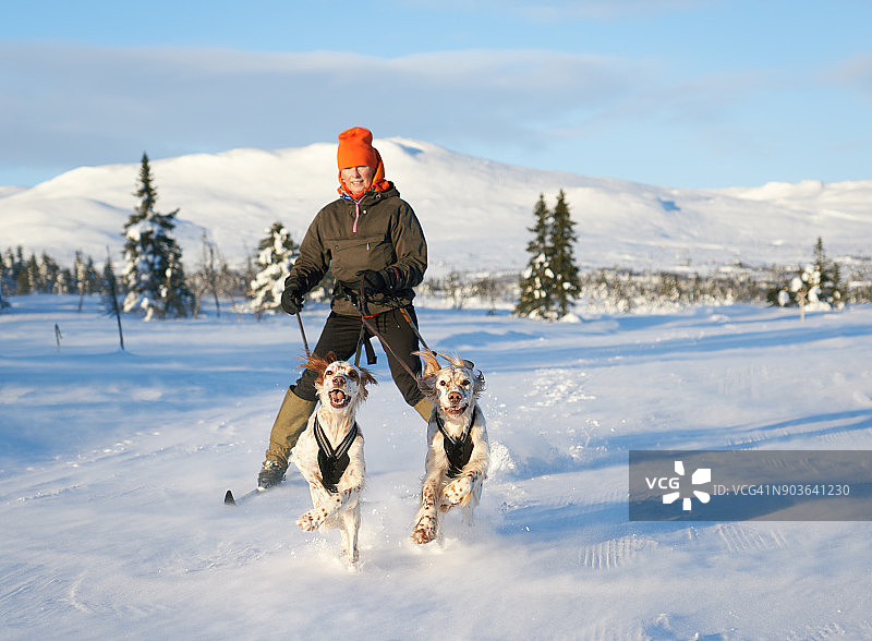 英国雪达犬在雪地里奔跑，挪威奥普兰郡图片素材