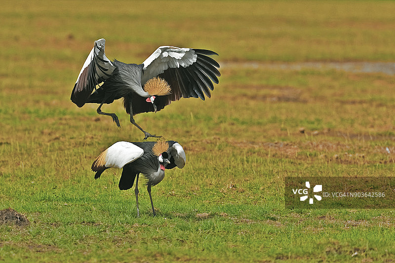雄性冕鹤跳到雌性身上图片素材